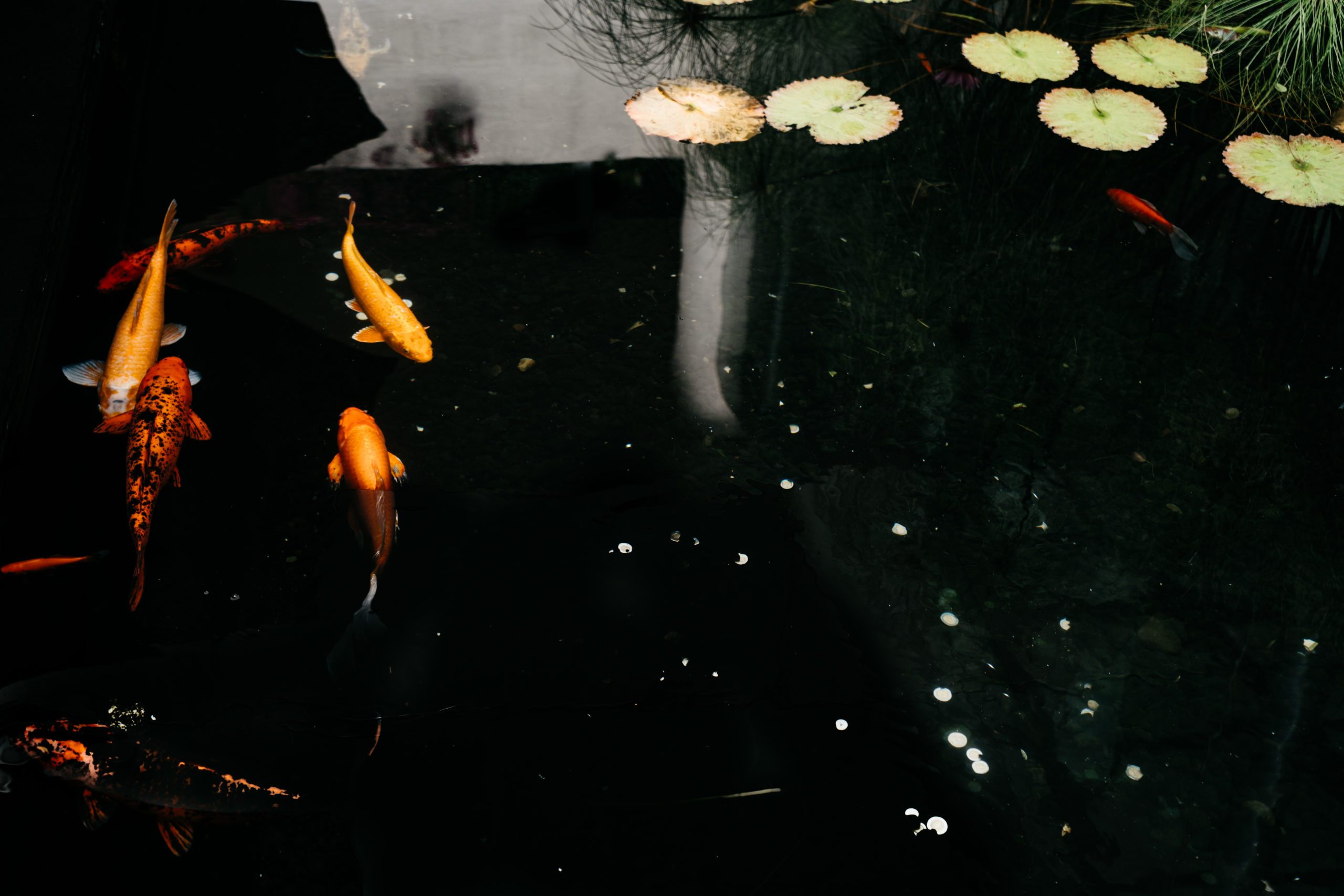 koi fish swimming in pond