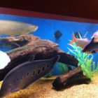 Wooden Reef Tank