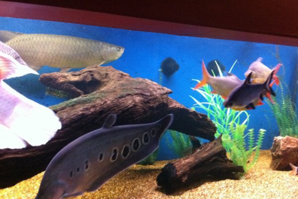 wooden reef tank sealed by Pond Shield